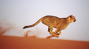 Leopardo corriendo